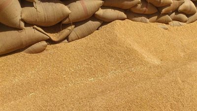نقيب الفلاحين: قرار استيراد القمح المصاب بـ
