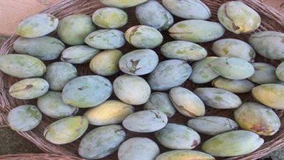 المانجو الزبدية ترتفع لـ10 جنيهات بسوق العبور اليوم