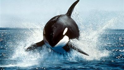 بالفيديو.. تعرف على بعض أنواع الحيتان في العالم