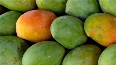 المانجو الزبدية ترتفع لـ10 جنيهات بسوق العبور اليوم