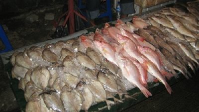 ارتفاع أسعار البلطي 50 قرشًا بسوق العبور اليوم