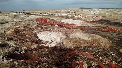 بالفيديو.. خبير: العالم بصدد كارثة بيئية كبيرة