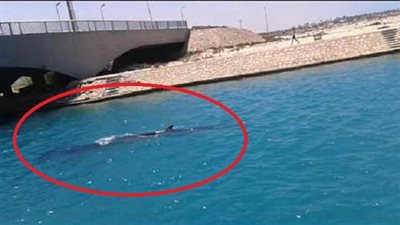 بالفيديو.. وزير البيئة: حيتان المياه المصرية غير مؤذية