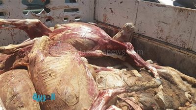 ضبط جزار يذبح لحوم الحمير بالفيوم