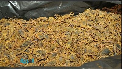 بالصور.. إحباط أخطر محاولة تهريب 200 كيلو جرام من العقارب