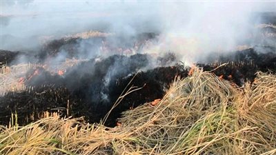 خطة شاملة لمواجهة ظاهرة حرق قش الأرز بالدقهلية