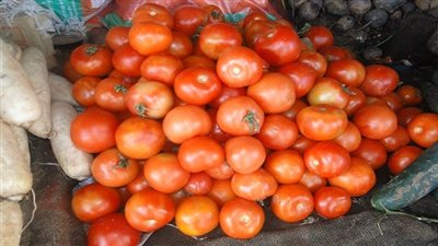 الطماطم تسجل 2.25 جنيه بسوق العبور اليوم
