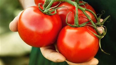 الطماطم تتراجع 45 قرشًا بسوق العبور اليوم