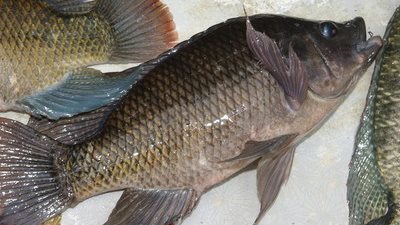 ارتفاع أسعار 