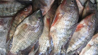 استقرار أسعار جملة 