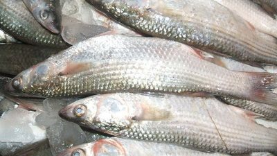  البوري يتراجع لـ28 جنيهًا بسوق العبور 