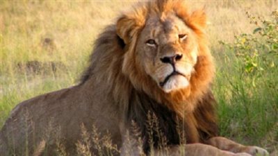 زيمبابوي تحظر صيد الحيوانات المتوحشة بطريقة شرعية