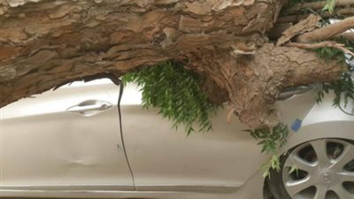 تحطم سيارتين عقب سقوط شجرة في الجيزة