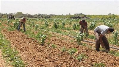 تحديد صلاحية استزراع 1.5 مليون فدان