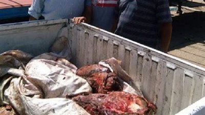 ضبط 220 كيلو لحوم حمير داخل سيارة نقل بأوسيم