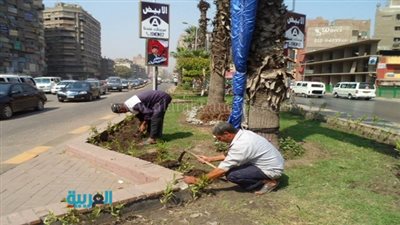 زرع 35 نخلة في شارع الملك فيصل 