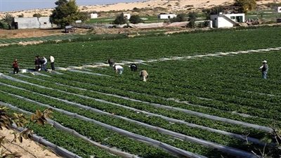 بالفيديو.. برلماني عن أزمة 