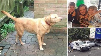 الكلب لابرادور.. الناجي الوحيد من حادث أسفر عن مقتل أم وأطفالها الثلاثة