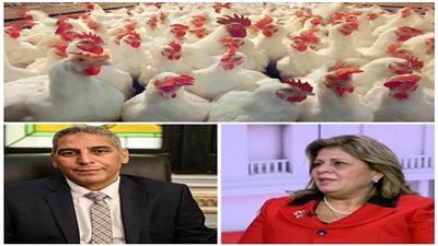 بيان نائبة البرلمان يكشف عن كارثة.. 19 ألف مزرعة دواجن مسمومة بـ 