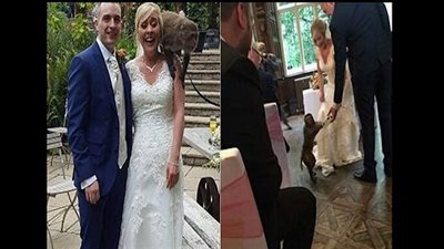 شاهد.. قرد يسلم عروسين خواتم الزفاف