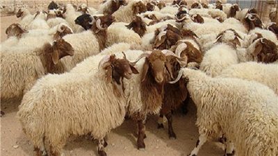 بالفيديو.. التموين: حصة 