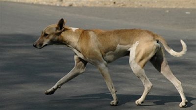 كلب ضال يعقر طفلين وسيدة بالسنبلاوين