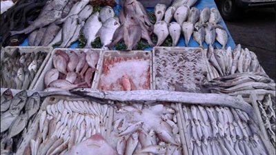 تعرف على أسعار الأسماك بسوق العبور اليوم