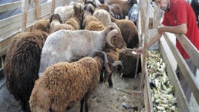 بالفيديو.. برلماني: 