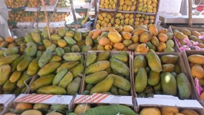 المانجو تسجل 15 جنيهًا بسوق العبور اليوم