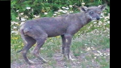 أنباء عن إصابة 30 شخصًا بالقطامية بعد ظهور 