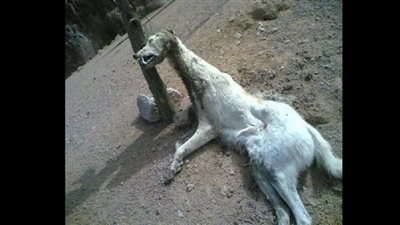 بالفيديو والصور.. السلعوة  