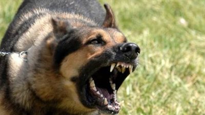 إصابة طفل وعامل بعقر كلب ضال في الدقهلية 