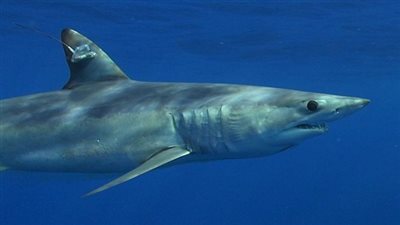 البيئة تنفي ظهور أسماك القرش بشواطئ مدينة دمياط الجديدة 