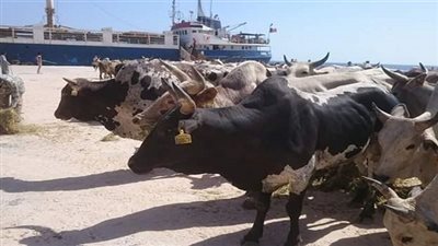 ميناء سفاجا البحري يستقبل 1584 رأس عجول حية