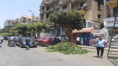 زرع 50 شجرة بحي المعصرة بالتعاون مع شباب جامعة حلوان 