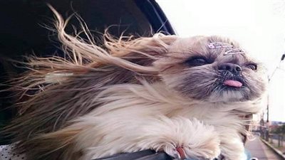 بالصور.. حكاية الكلبة 