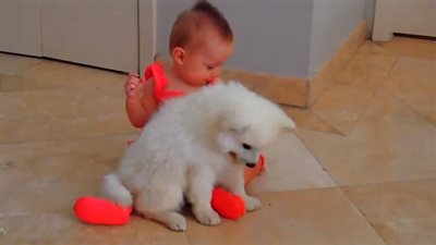 بالفيديو.. 4 دقائق من طرائف الأطفال مع الحيوانات