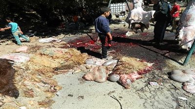 تخصيص سيارات لإزالة مخلفات ذبح الأضاحي خلال العيد بالقاهرة