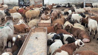 5 توصيات عليك بها قبل شراء خروف العيد 