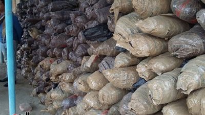 ضبط 5 أطنان بانجو داخل مخزن بمدينة الطور في جنوب سيناء