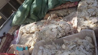 بالصور والفيديو.. 