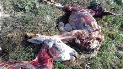 بالفيديو.. نقل حمير مذبوحة أمام المارة.. وصرخات النساء لا تتوقف