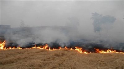 بالفيديو.. وزير البيئة: 100 ألف جنيه غرامة حرق قش الأرز 