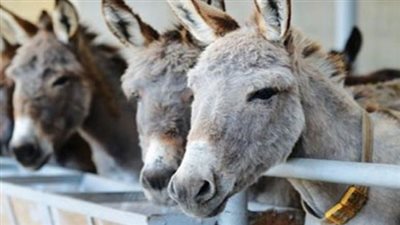 بالفيديو.. بيع الحمير في العيد 