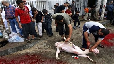 خبير: ذبح الأضاحي أمام الأطفال يهدد صحتهم النفسية