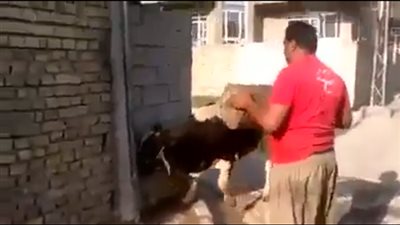 بالفيديو.. +18 