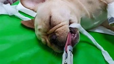 بالفيديو.. ولادة قيصرية لـ