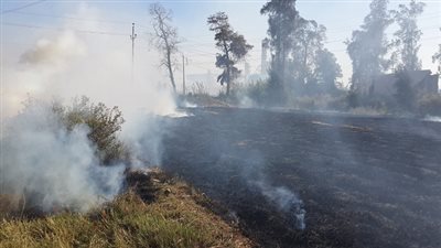 نفوق 27 رأس ماشية بسبب حريق قش الارز بالدقهلية