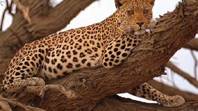 ننشر قصة قتل نمر جبلى لطفلة بالعياط