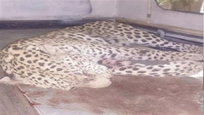 بعد إفتراس نمر لطفلة.. أهالي العياط يقتحمون مزرعة رجل الأعمال عمرو سعد